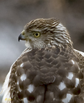 Coopers Hawk 2360
